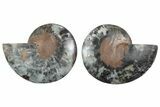 Cut & Polished Ammonite Fossil - Unusual Black Color #241531-1